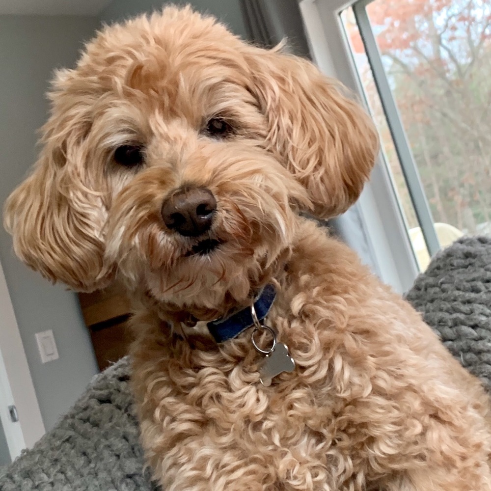 Meet your Posher, Rita